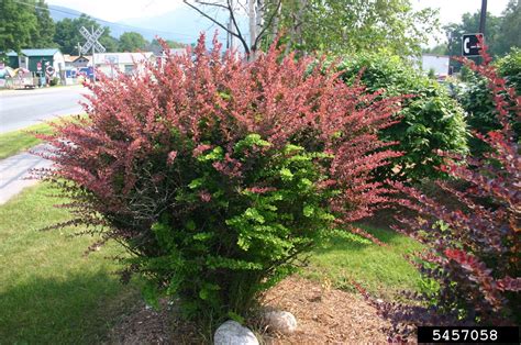 japanese burberry|is japanese barberry poisonous.